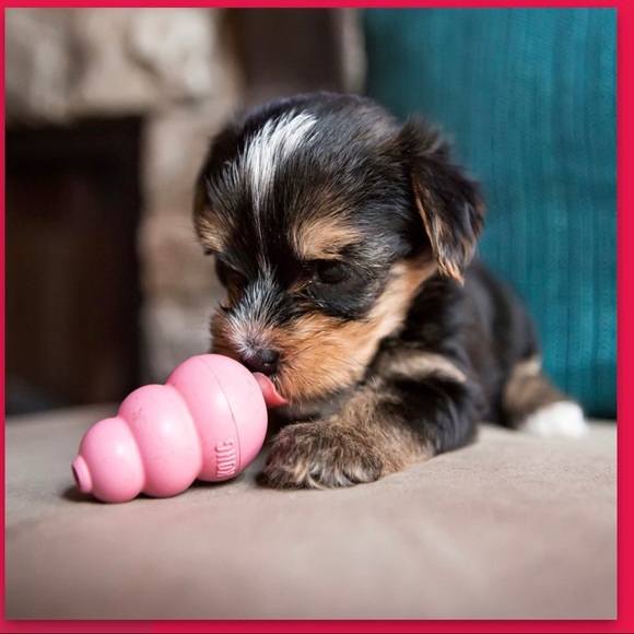 KONG PUPPY TOY FOR SMALL DOGS - Picture 11 of 11